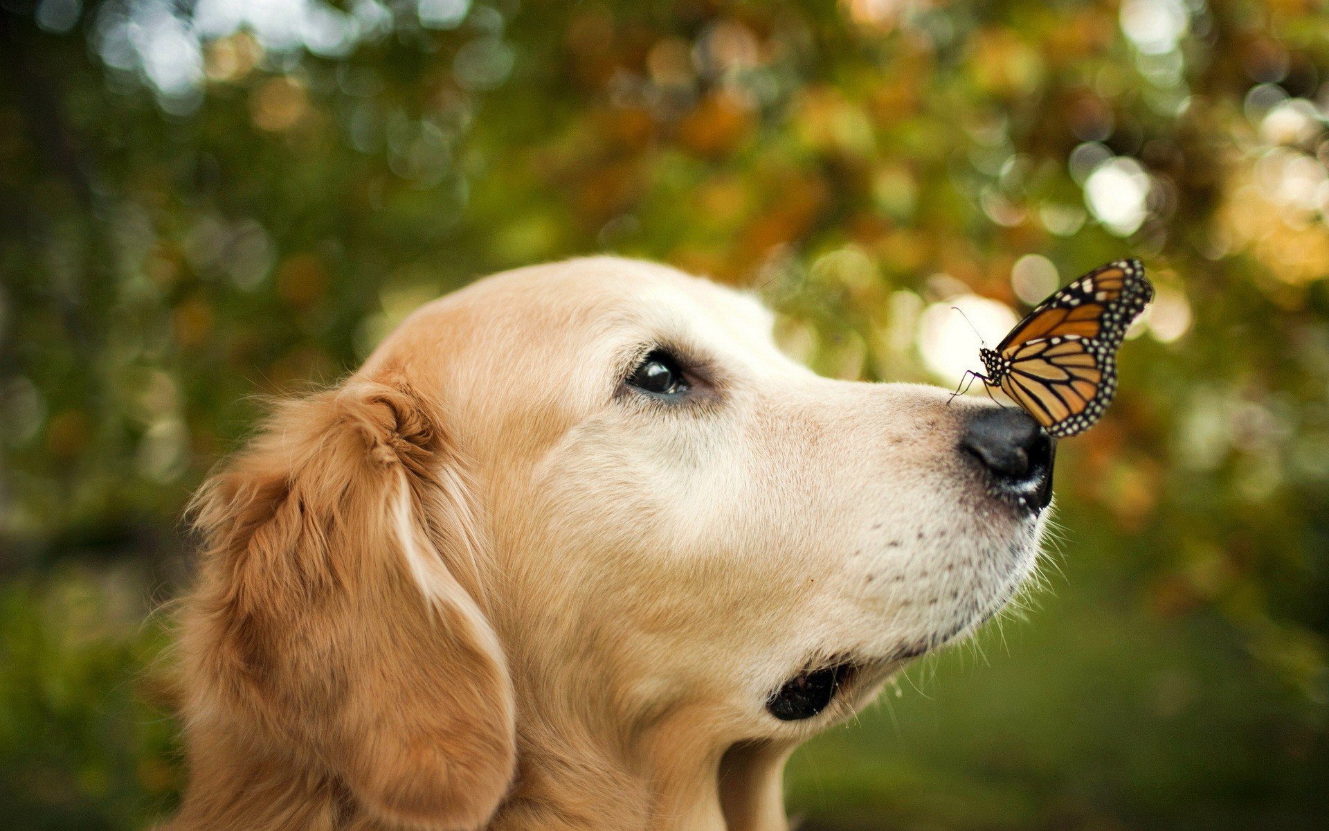 animals, Dog, Butterfly, Bokeh, Cute Wallpaper