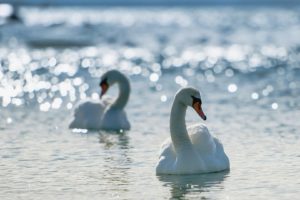 beauty, Swans, Bokeh, Lakes, Birds