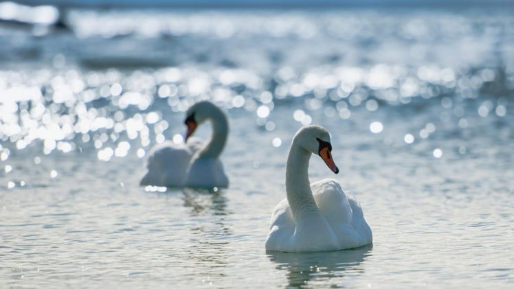 beauty, Swans, Bokeh, Lakes, Birds HD Wallpaper Desktop Background