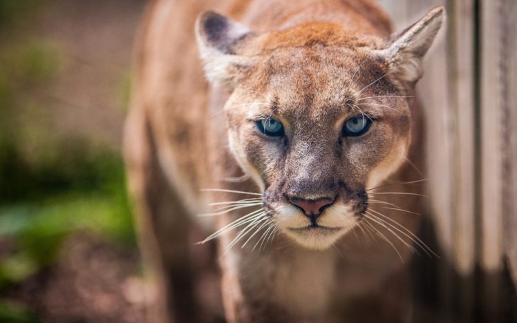 beautiful, Lioness, Lion, Animals, Wild HD Wallpaper Desktop Background