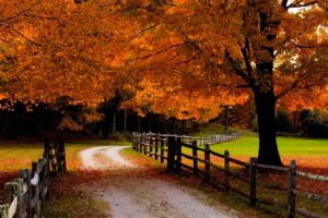 road, Fall, Leaves, Meadows, Grass, Orange, Beautiful, Forest, Trees, Fences, Autumn