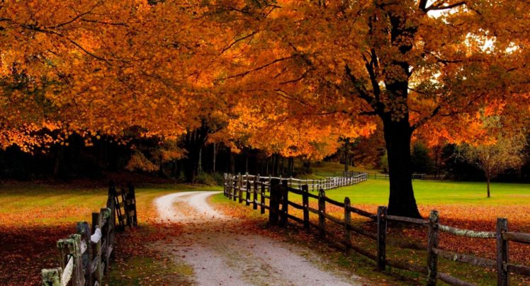 road, Fall, Leaves, Meadows, Grass, Orange, Beautiful, Forest, Trees, Fences, Autumn HD Wallpaper Desktop Background