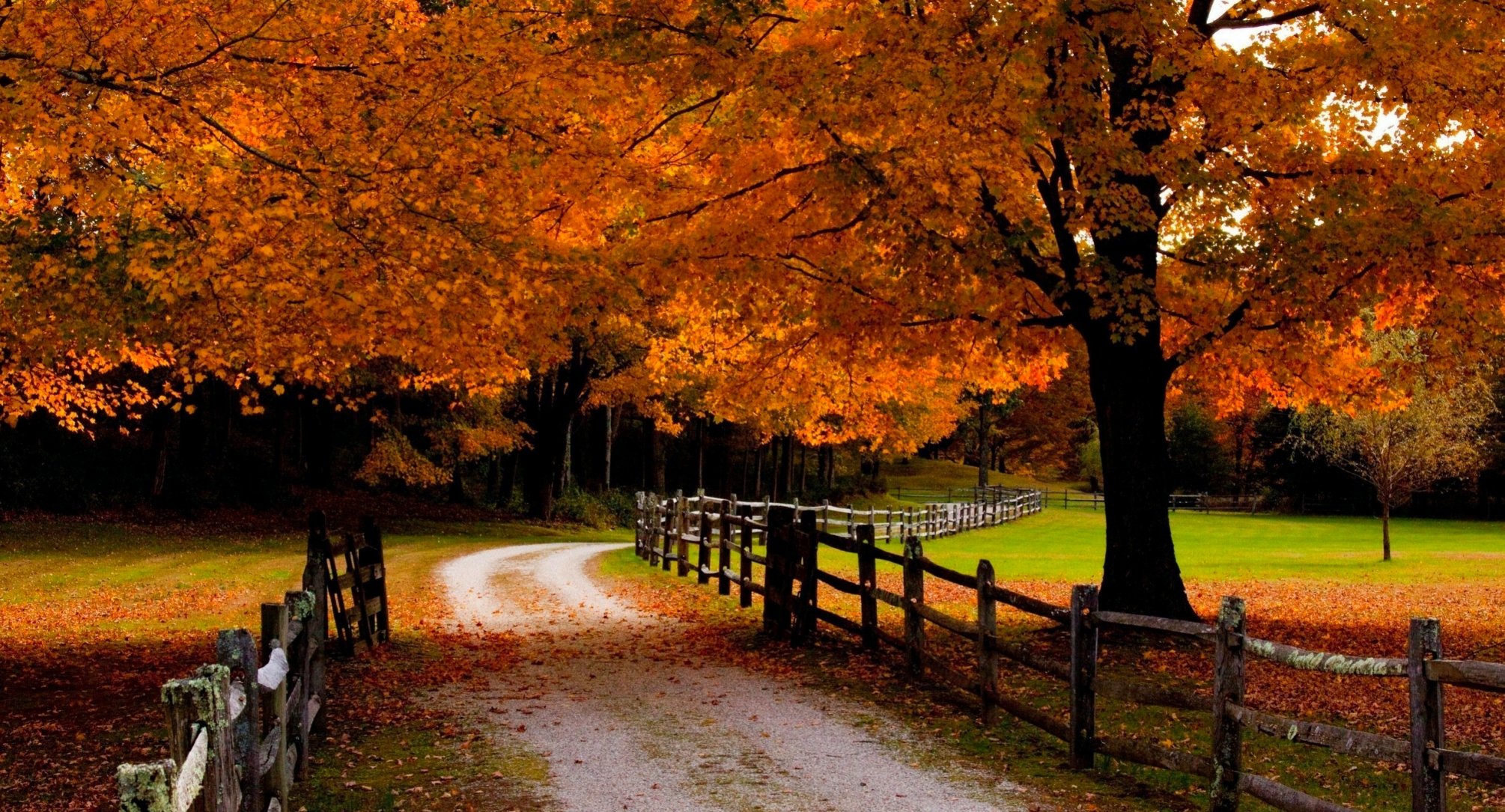 road, Fall, Leaves, Meadows, Grass, Orange, Beautiful, Forest, Trees, Fences, Autumn Wallpaper