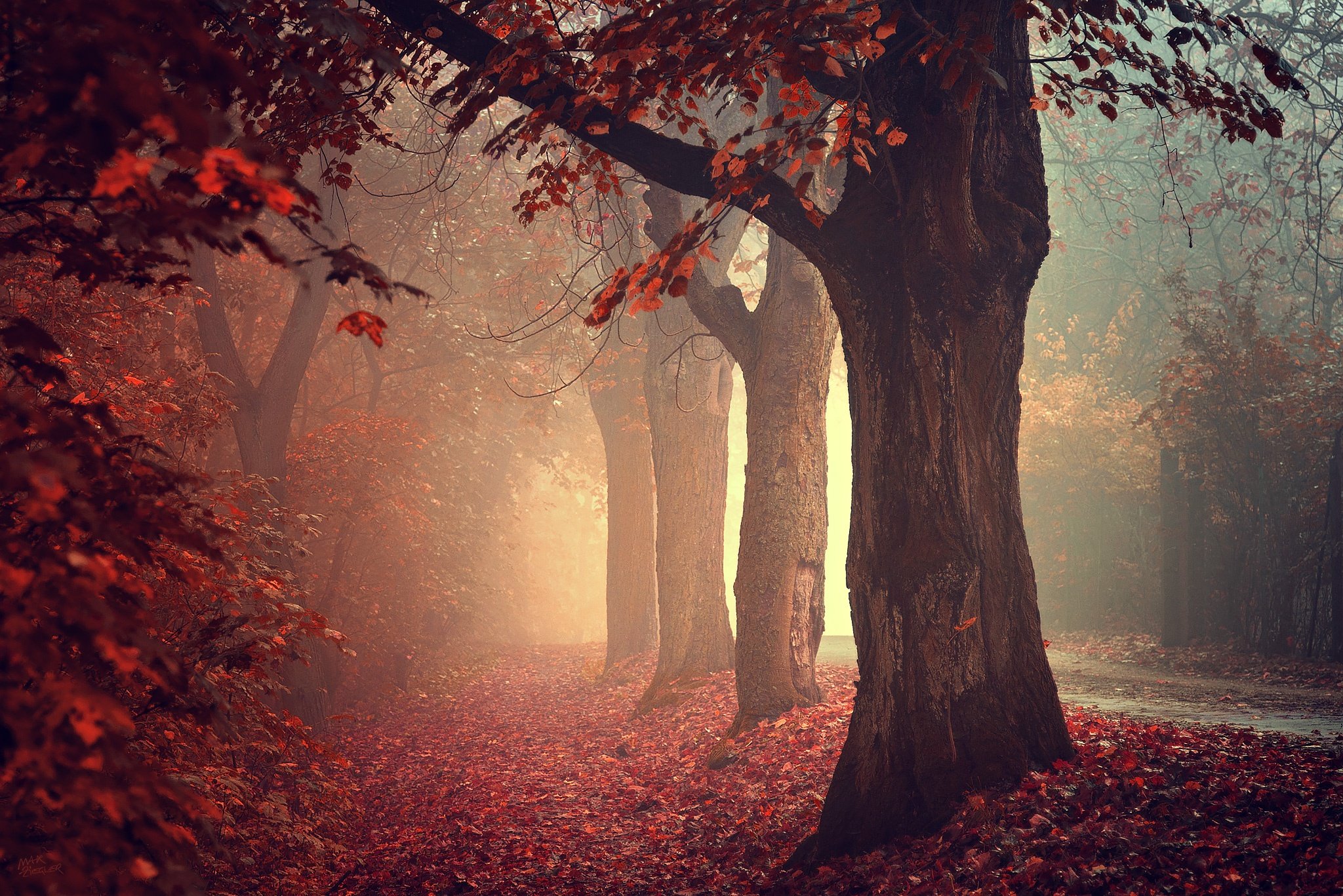 road, Mist, Red, Leaves, Trees, Autumn, Beautiful, Fall Wallpaper