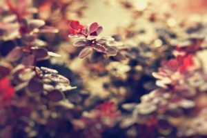landscapes, Nature, Leaves, Macro, Depth, Of, Field
