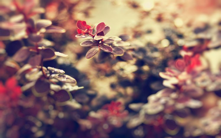 landscapes, Nature, Leaves, Macro, Depth, Of, Field HD Wallpaper Desktop Background