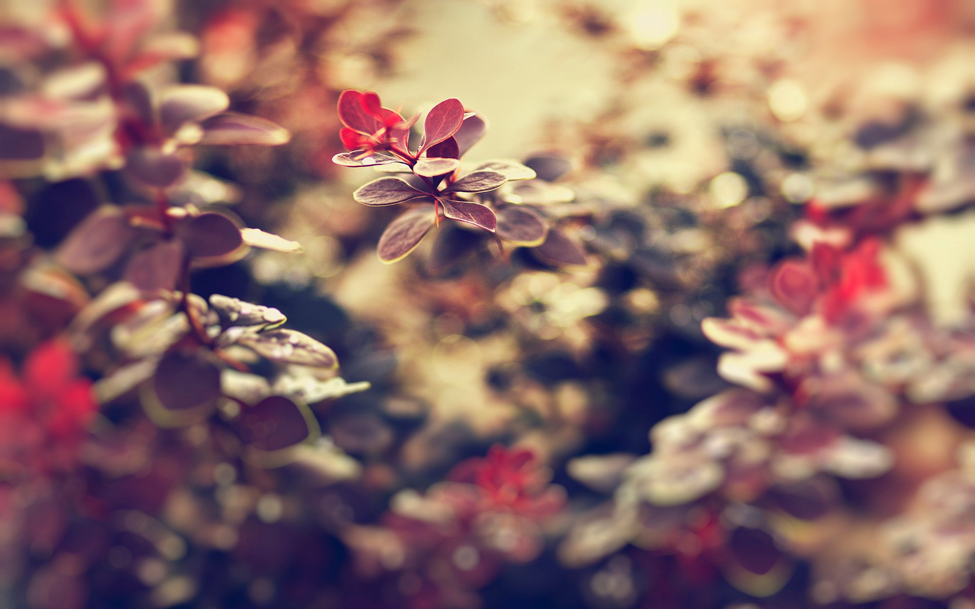 landscapes, Nature, Leaves, Macro, Depth, Of, Field Wallpaper