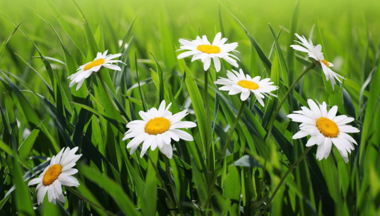 camomiles, Grass, Flowers HD Wallpaper Desktop Background