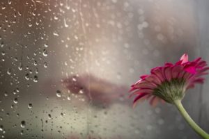 drops, Flower, Glass, Rain, Bokeh