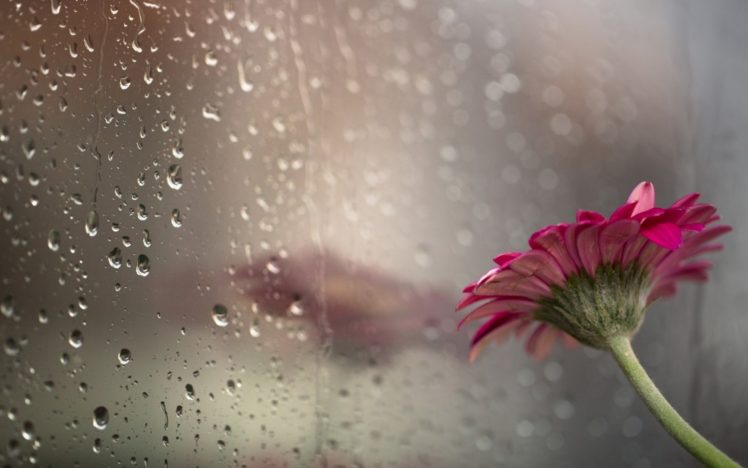 drops, Flower, Glass, Rain, Bokeh HD Wallpaper Desktop Background