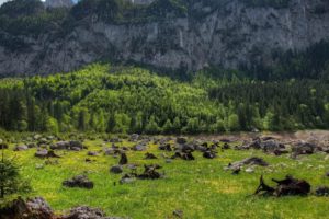 mountains, Trees, Rocks, Driftwood, Landscape, Austria