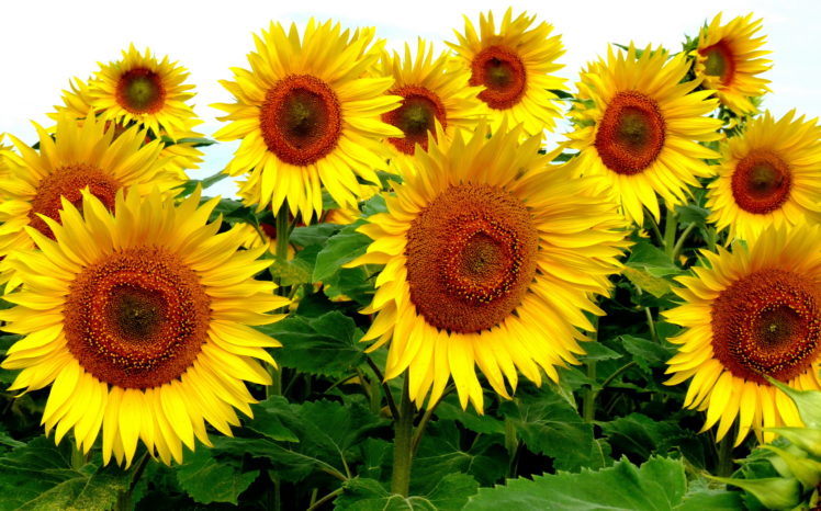 sunflowers, Flowers HD Wallpaper Desktop Background