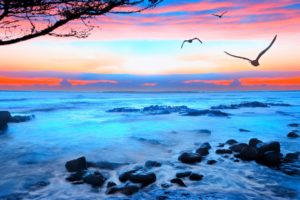 sunset, Seagulls, Sea, Landscape