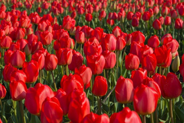 tulips, Fields, Sea, Of, Flowers, Red, Flowers HD Wallpaper Desktop Background