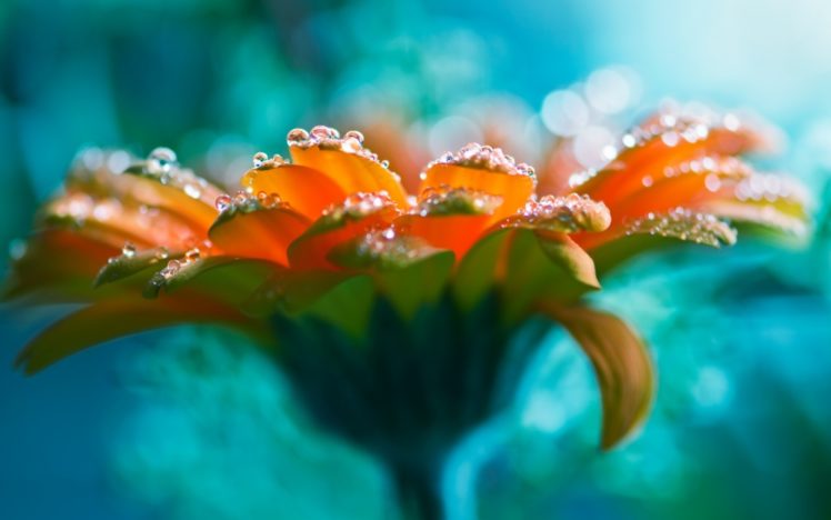 water, Drops, Bright, Flower, Beautiful, Rose, Lucid, Flower HD Wallpaper Desktop Background