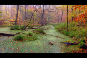 autumn, Forest, Marsh, Landscape