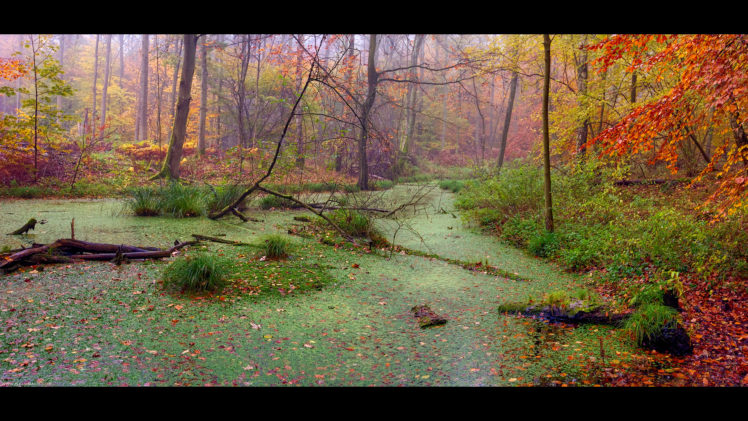 autumn, Forest, Marsh, Landscape HD Wallpaper Desktop Background