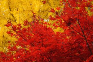 autumn, Trees, Crown, Leaves, Yellow, Red, Maple