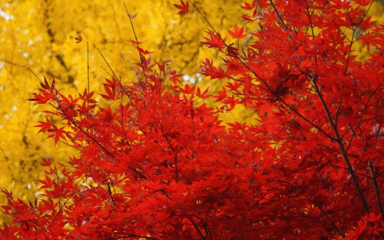 autumn, Trees, Crown, Leaves, Yellow, Red, Maple HD Wallpaper Desktop Background