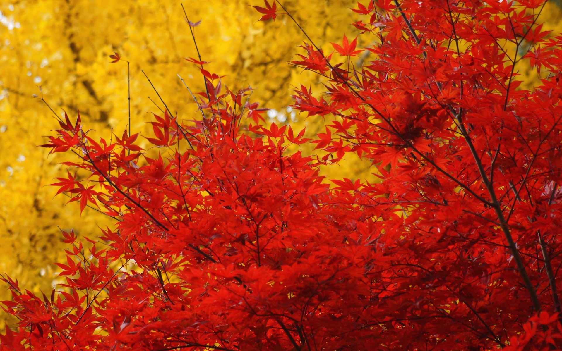 autumn, Trees, Crown, Leaves, Yellow, Red, Maple Wallpaper
