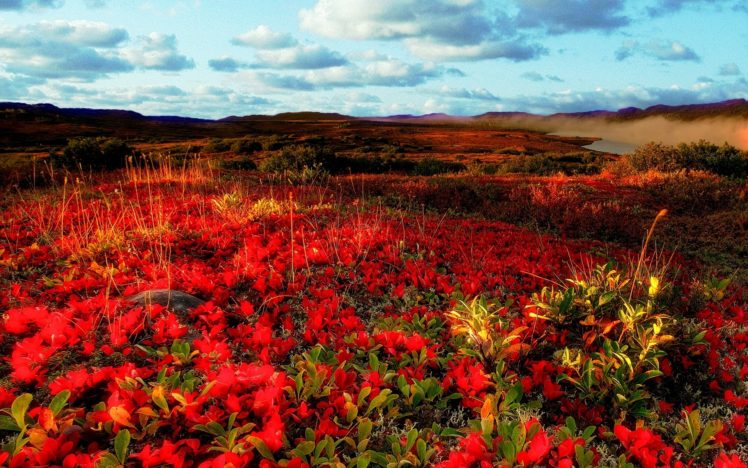 field, Flowers, Sky, Landscape HD Wallpaper Desktop Background