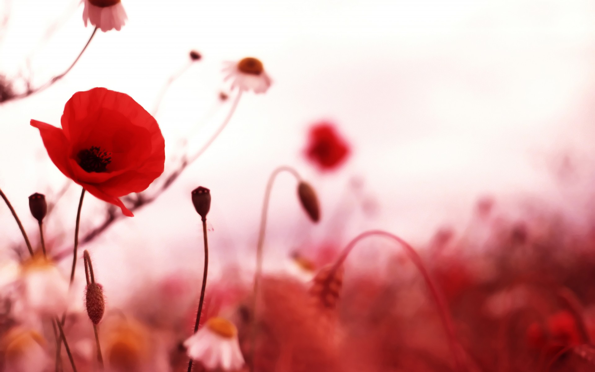 poppies, Red, Flowers, Field Wallpaper