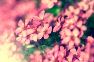 tiny, Pink, Flowers