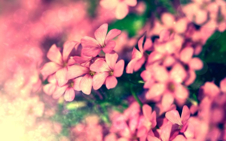 tiny, Pink, Flowers HD Wallpaper Desktop Background