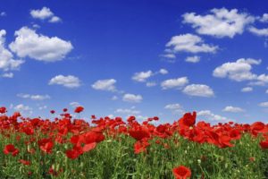 poppies, Herbs, Field, Sky, Clouds, Nature, Summer