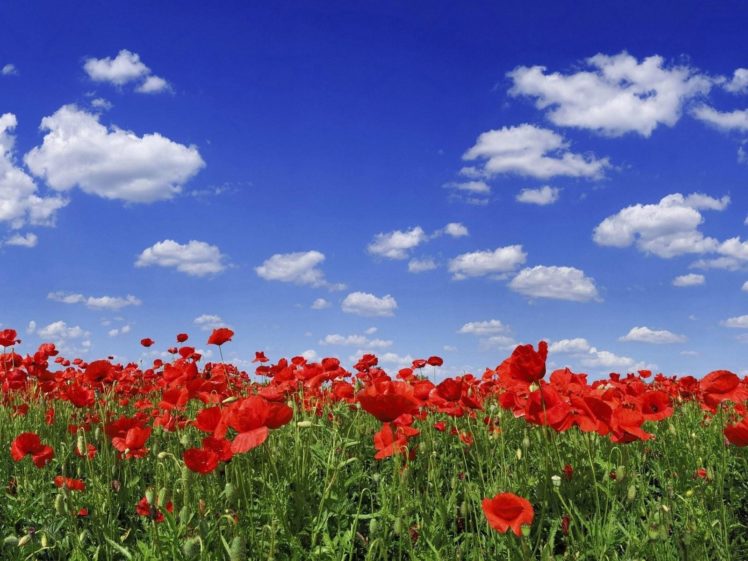 poppies, Herbs, Field, Sky, Clouds, Nature, Summer HD Wallpaper Desktop Background
