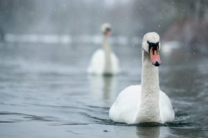 nature, Swans, Birds, Animal