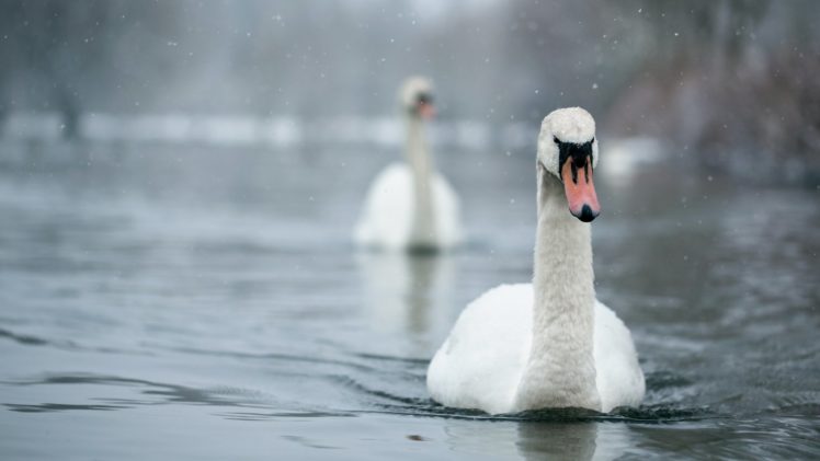 nature, Swans, Birds, Animal HD Wallpaper Desktop Background