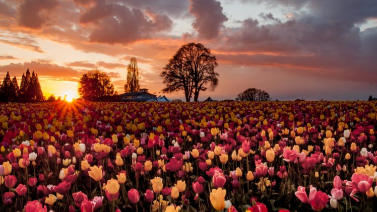 sun, Flowers, Field, Tulips, Many, Nature, Sky, Cloud HD Wallpaper Desktop Background