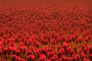 tulips, Red, Flowers, Summer, Flowers, Summer, Flowers, Spring, Flowers, Flowers, Field, Freshness, Field, Spring, Red