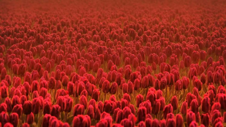 tulips, Red, Flowers, Summer, Flowers, Summer, Flowers, Spring, Flowers, Flowers, Field, Freshness, Field, Spring, Red HD Wallpaper Desktop Background