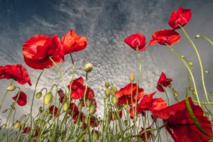 field, Flowers, Poppies, Red, Sky, Clouds