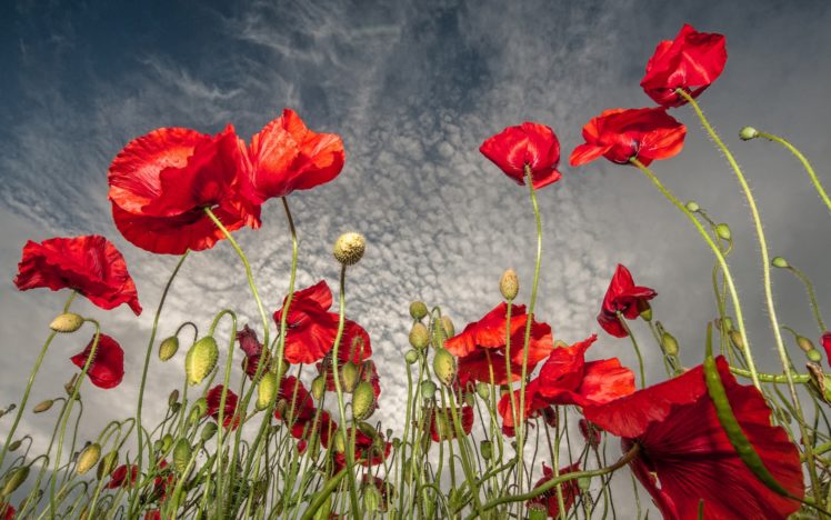 field, Flowers, Poppies, Red, Sky, Clouds HD Wallpaper Desktop Background