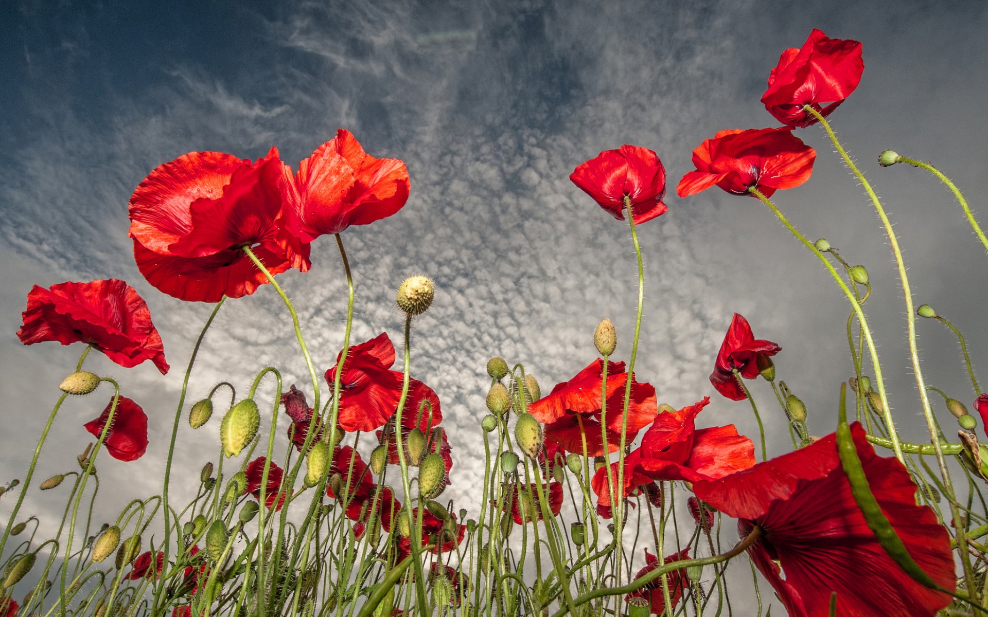 field, Flowers, Poppies, Red, Sky, Clouds Wallpaper