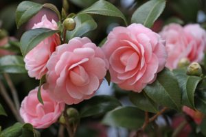 camellia, Flowers, Garden, Buds, Stems, Leaves, Close up