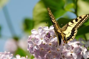 butterfly, Lilac, Flowers, Branches