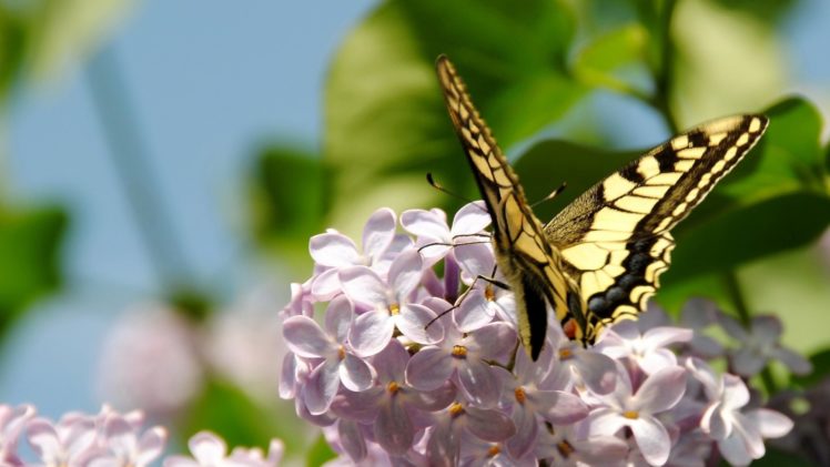butterfly, Lilac, Flowers, Branches HD Wallpaper Desktop Background