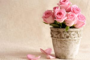 roses, Flowers, Pot, Petals