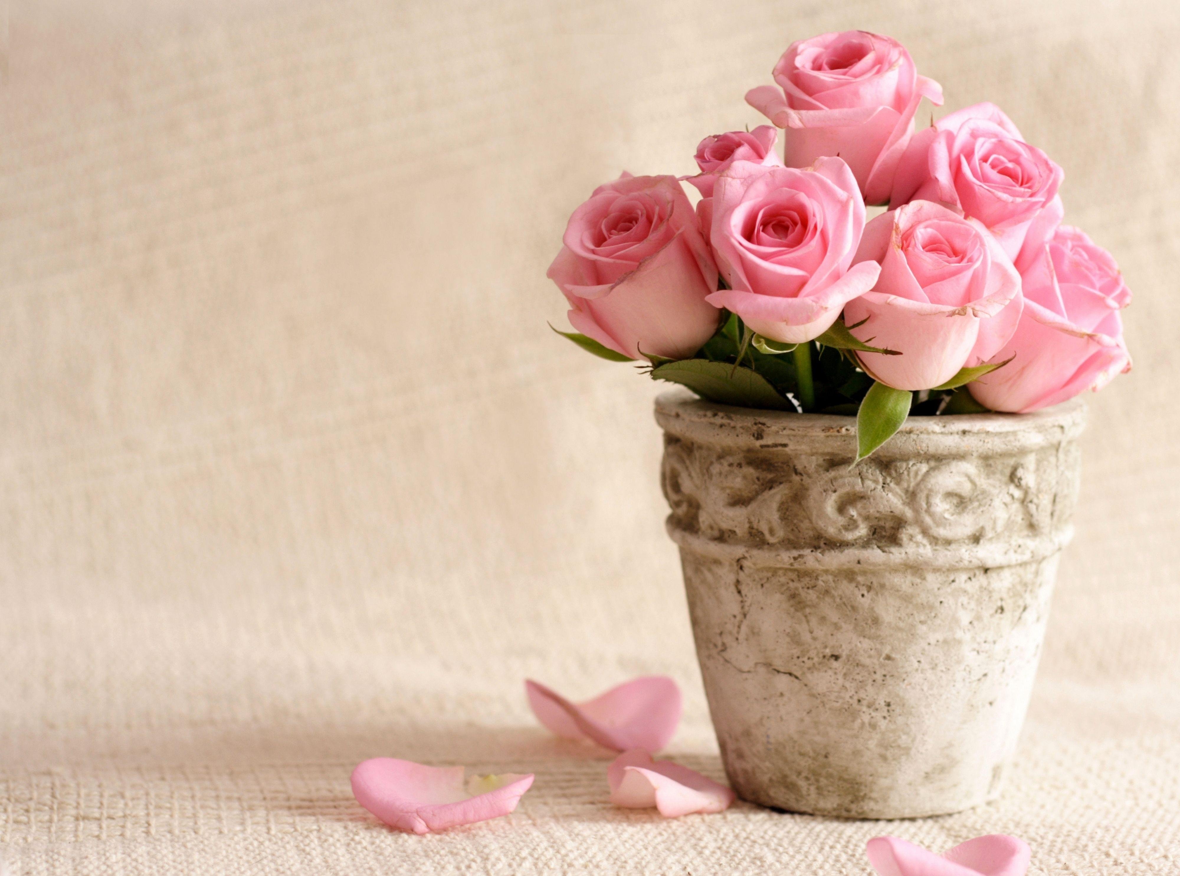 roses, Flowers, Pot, Petals Wallpaper