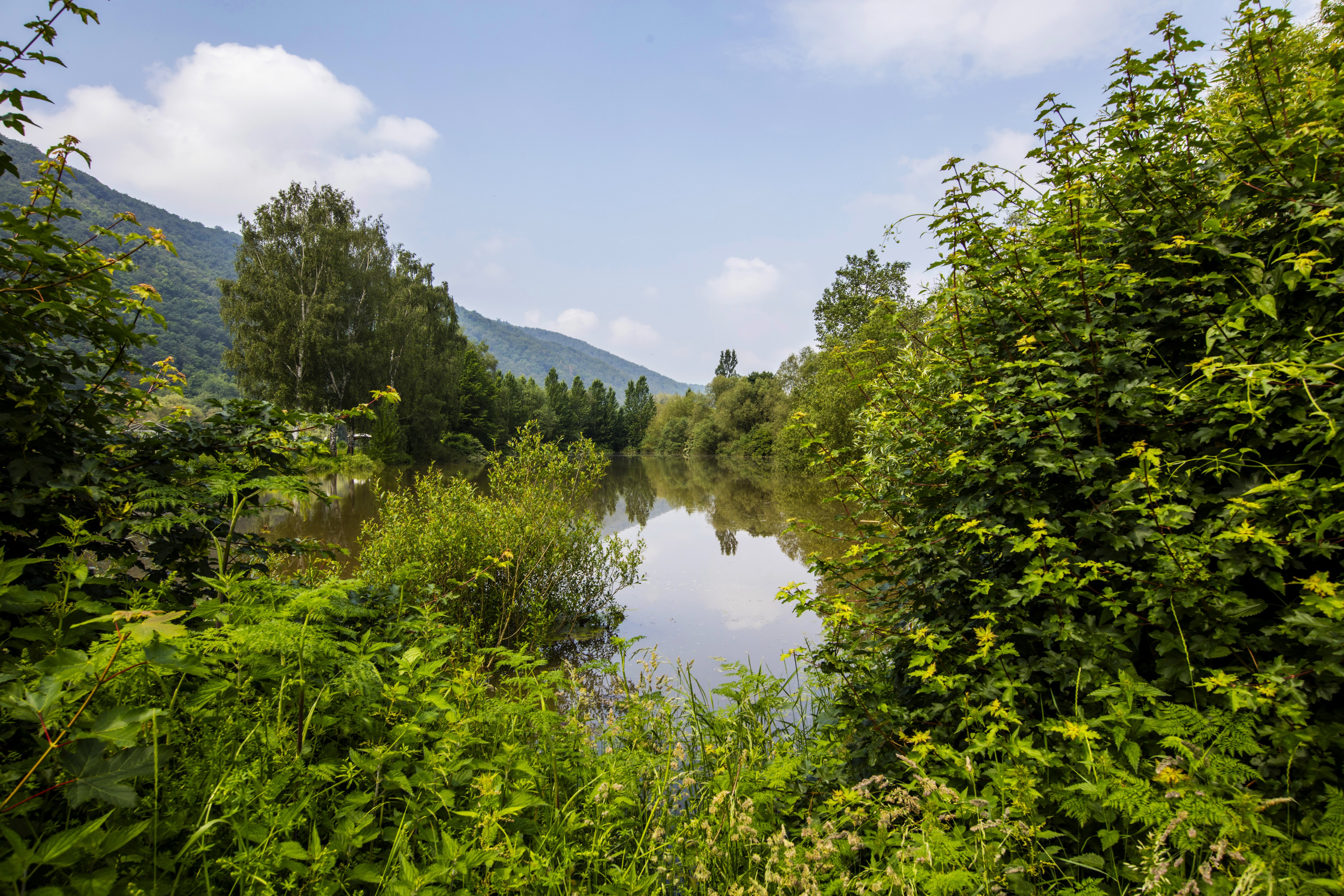 germany, Summer, Lake, Trees, Nehren, Nature Wallpaper