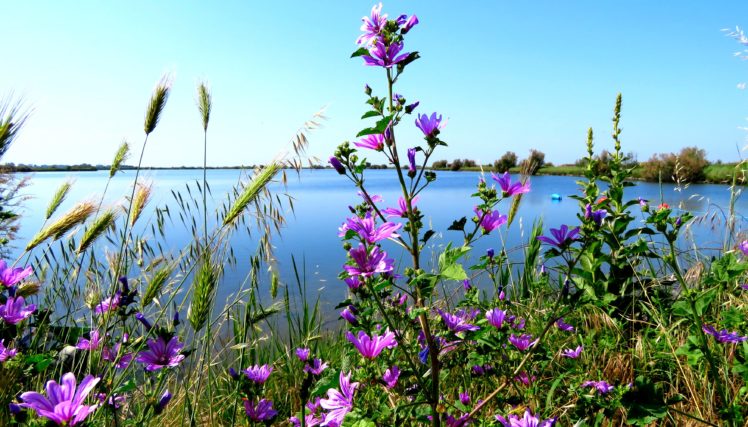 summer, Lake, Cosmos, Plant, Ear, Botany, Nature HD Wallpaper Desktop Background