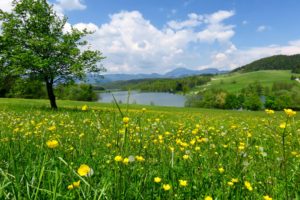 slovenia, Summer, Lake, Ranunculus, Sky, Trees, Grass, Mozirje, Nature