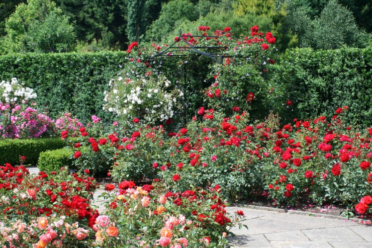 england, Gardens, Roses, Many, Shrubs, Rosemoor, Gardens, Devon, Nature, Flowers HD Wallpaper Desktop Background