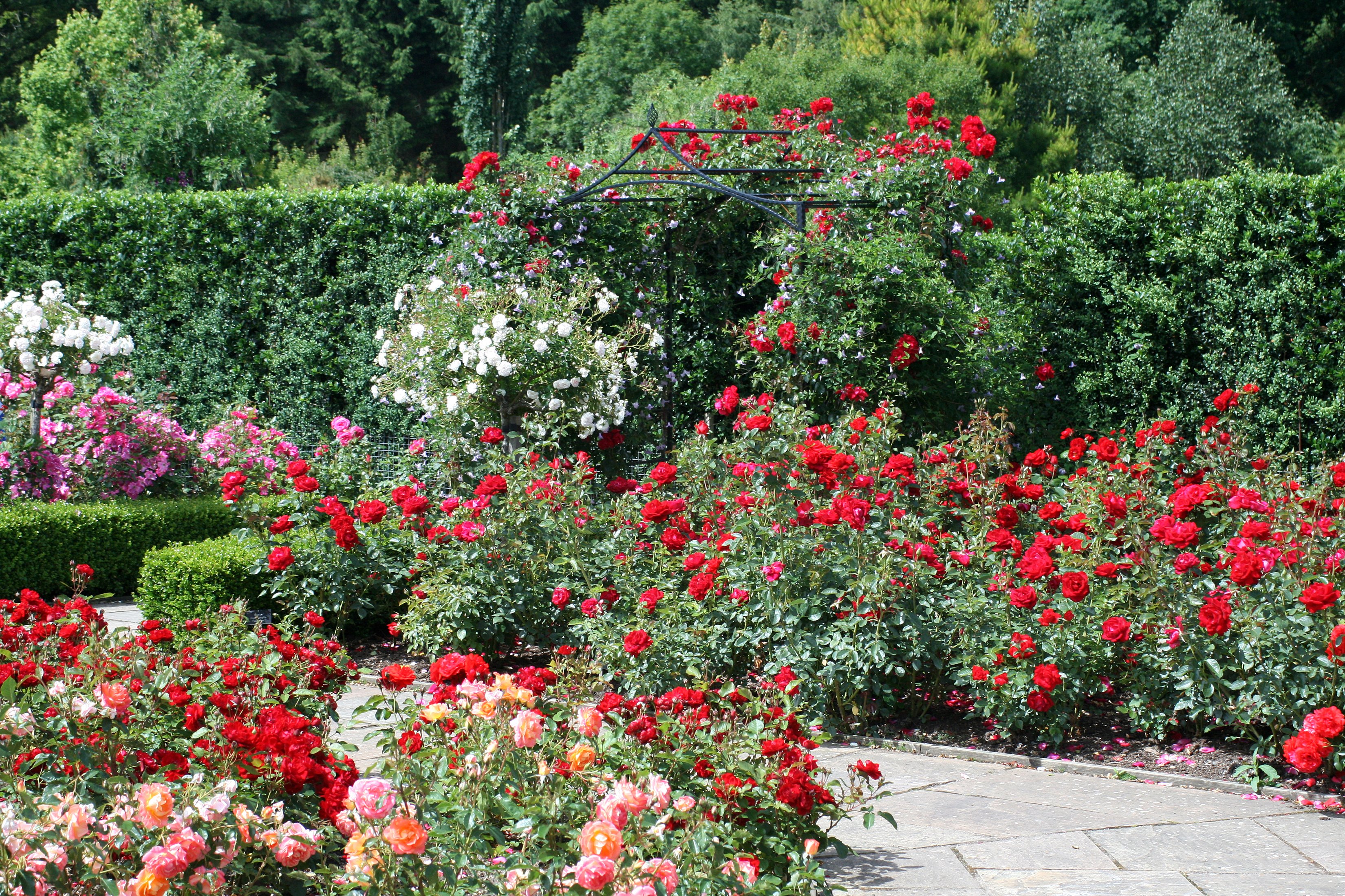 england, Gardens, Roses, Many, Shrubs, Rosemoor, Gardens, Devon, Nature, Flowers Wallpaper