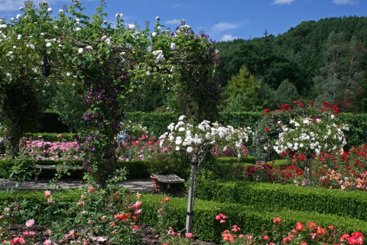england, Gardens, Roses, Shrubs, Rosemoor, Gardens, Devon, Nature HD Wallpaper Desktop Background