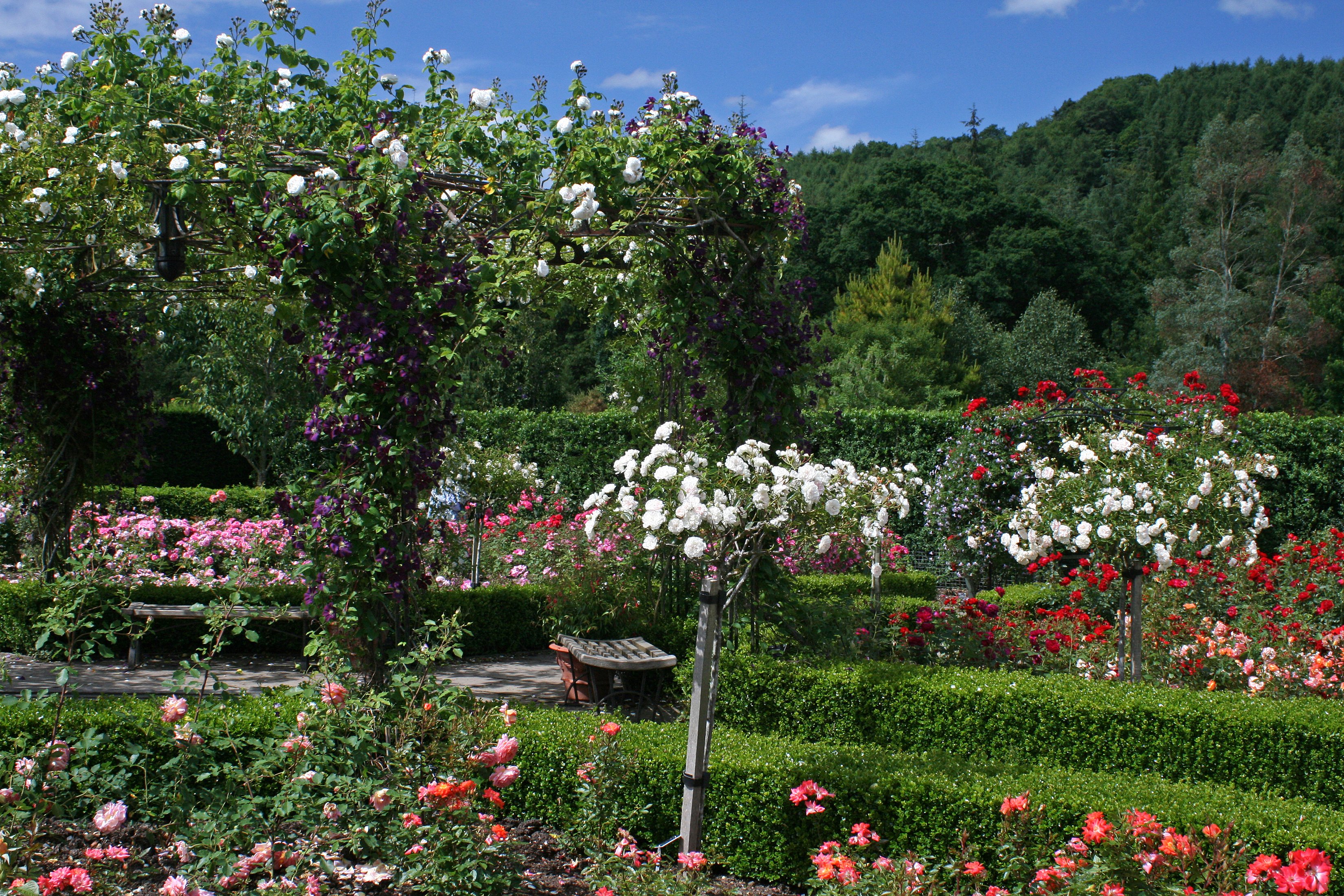 england, Gardens, Roses, Shrubs, Rosemoor, Gardens, Devon, Nature Wallpaper